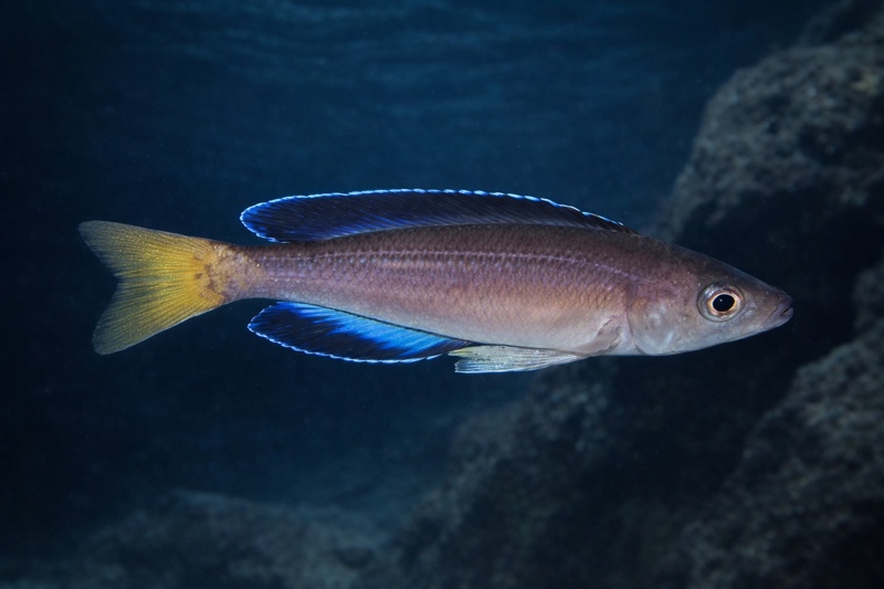 Cyprichromis sp. 'leptosoma jumbo' Moliro